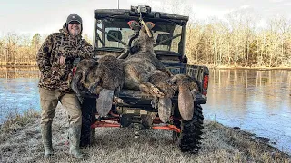 Trapped huge aggressive sow and giant beavers damming culverts