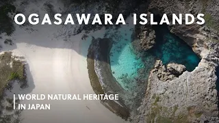 Ogasawara: Explore Untouched Environments | World Natural Heritage in Japan