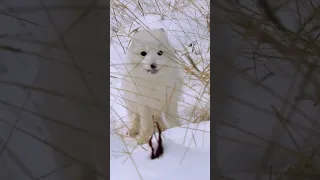 Nature's Furry Snowballs #arcticfox
