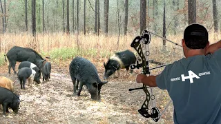 Bow Hunting Wild Pigs From the Ground (Two Pigs Down!!)