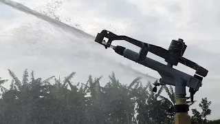 Irrigating maize with Atom 35 Raingun sprinkler