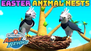 Octonauts: Above & Beyond - 🐣 Animal Nests at Easter 🪺 | Compilation | @OctonautsandFriends