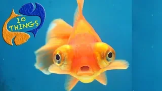 The Most Popular And Saddest Fish In Aquariums, 10 Things You Should Know About Goldfish!