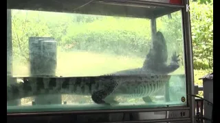 Crocodile Imprisoned In Tiny Tank Misses The Wild | Animal In Crisis EP32