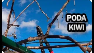 Asi Tienes Que Podar El Kiwi Para Mejorar La Producción || La Huertina De Toni