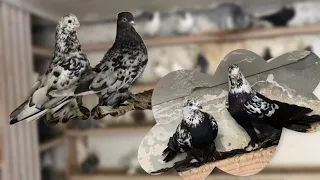 Продажа ВПЕЧАТЛЯЮЩЕЙ КОЛЛЕКЦИИ Голубей Гии Гагуа!🌟#pigeons #animal #newyear #georgia