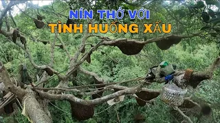 KHAI THÁC CÂY ĐA CỔ THỤ GẦN 70 TỔ ONG RỪNG - Những Pha Lấy Mật Ong Rừng Thót Tim