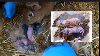 Kaninchenbabys geboren, leider haben es nicht alle geschafft