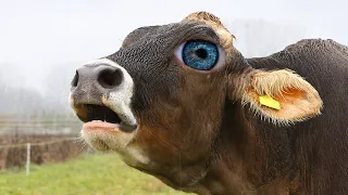 FUNNY COW DANCE 8 │ Cow Song & Cow Videos 2024 Crazy Amazing Animals