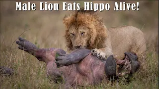 Male Lion Eats Hippo Alive - Unedited Footage with Original Audio - Not for Sensitive Viewers