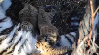 Амурская тигрица Скарлет кормит малышей.Тайган