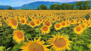 BEST SUNFLOWER field in SWITZERLAND! (Zürich)