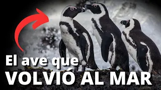 La fría mentalidad de los pingüinos