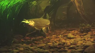 goliath tigerfish early eating