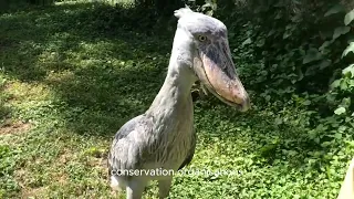 (Shoebill Stork: A Living Dinosaur Relic)Everything about life#dinosaur #dinosaurs#animals