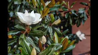 How to Chose & Care For Magnolia Trees in Any Garden