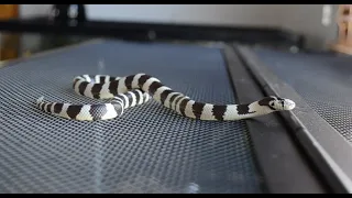 Kingsnake care guide! (2022) My pets and fun facts!