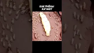 А ВЫ ЗНАЛИ, КАК КАКАЮТ ПЧЕЛЫ?