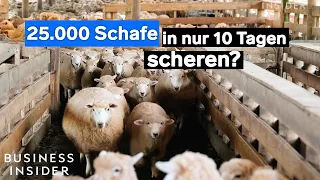 Wie Farmer in Neuseeland 25.000 Schafe in 10 Tagen scheren