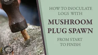 Inoculating Mushroom Logs With Plug Spawn From Start to Finish