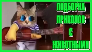 Приколы с Животными #17 😸 А Он Крут 😸 Подборка