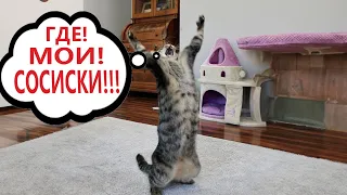 Приколы с котами! КОТ ПОТЕРЯЛ СОСИСКИ! Смешные коты С ОЗВУЧКОЙ! Самые смешные животные!