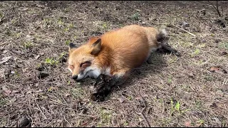 Alice the fox. The fox wants to sleep so much that it does not react to dogs.