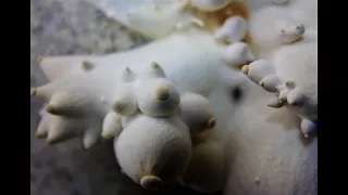 Выращивание экзотических грибов Еринги в домашних условиях. Часть1