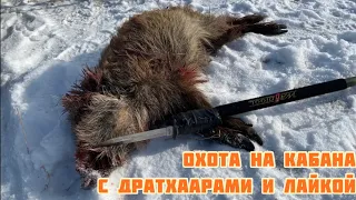 Охота на кабана с дратхаарами и лайками , с использованием копья! 🐗🐗🐗🐕‍🦺🐕‍🦺🐕🐕