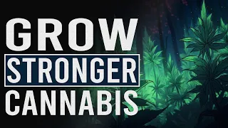 Make Your Cannabis WAY STRONGER!