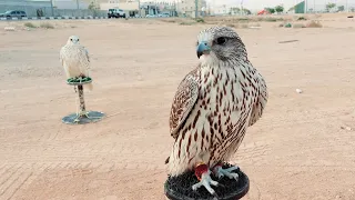 #FALCON RACE FOR RIYADH #viralvideo #viralvideo #2023shorts#riyadh  #subscribe