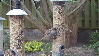 A fledgling house sparrow mastering the art of landing on the bird feeder perch, just adorable! 🥰