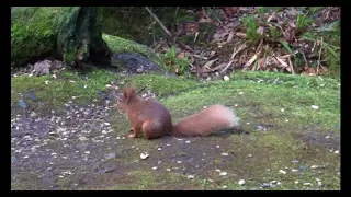 Red Squirrels at Shap Wells Spa, Cumbria