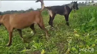 Colorado Football Player Finds Dog WhileHiking | The Dodo