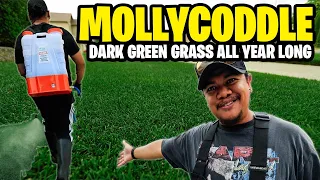 DARK GREEN GRASS 24-7 365 Days a year! THE MOLLYCODDLE MIX The recipe with ingredients + schedule