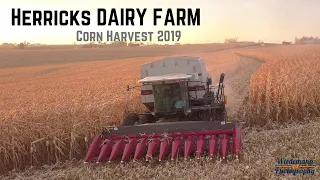 Herricks Dairy Farm - Corn Harvest 2019 - Gleaner R72 - 12 Row Calmers Corn Head