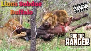 Lions Overpower A Buffalo | Intense Lion vs Buffalo Safari Sighting