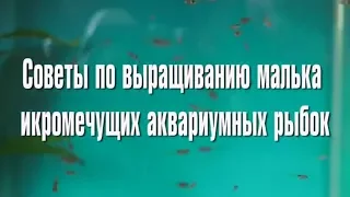 Советы по выращиванию малька икромечущих аквариумных рыбок