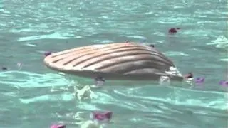 Shell Water Urn Demonstration