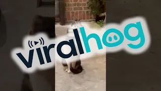 Possum Eats Cat Food in Front of Cats || ViralHog