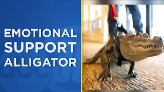 COLD-BLOODED COMFORT: Meet Wally, the emotional support alligator