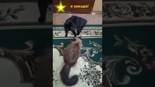 я звезда, а ты не звезда⭐🌟🌠 😆😂