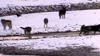 Wolf Pack-Documentary