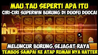 CARA MENCARI INFO ROOM BAGUS DI DUOFU DUOCAI HARI INI | JP SUPERWIN BURUNG KUNTUL SEKANDANG | HDI‼️