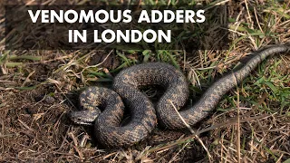 Venomous Snakes (Adders) in London in WINTER