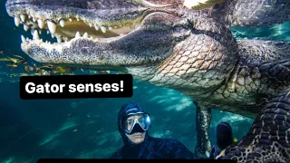 Gator senses!!