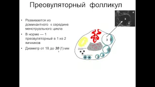 Эхографическая х ка матки и придатков в различные фазы цикла видеопрезентация