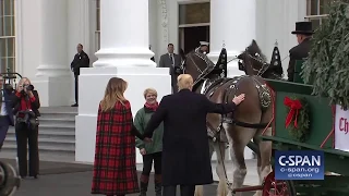 Word for Word: President Trump & First Lady Receive White House Christmas Tree (C-SPAN)