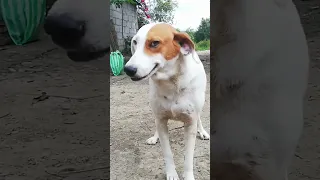 El perro que ríe, jajaj!