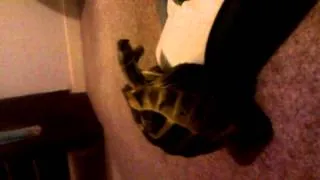 Tortoise humps hoover